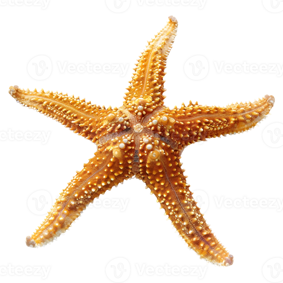 3D Rendering of a Starfish on Transparent Background png