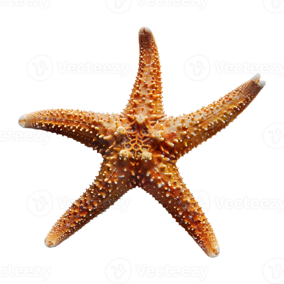 3D Rendering of a Starfish on Transparent Background png