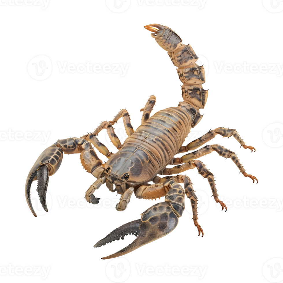 3D Rendering of a Scorpions on Transparent Background png