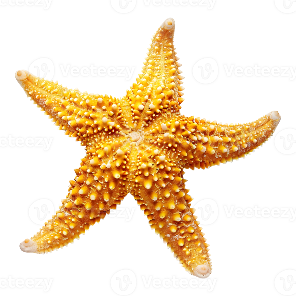3D Rendering of a Starfish on Transparent Background png