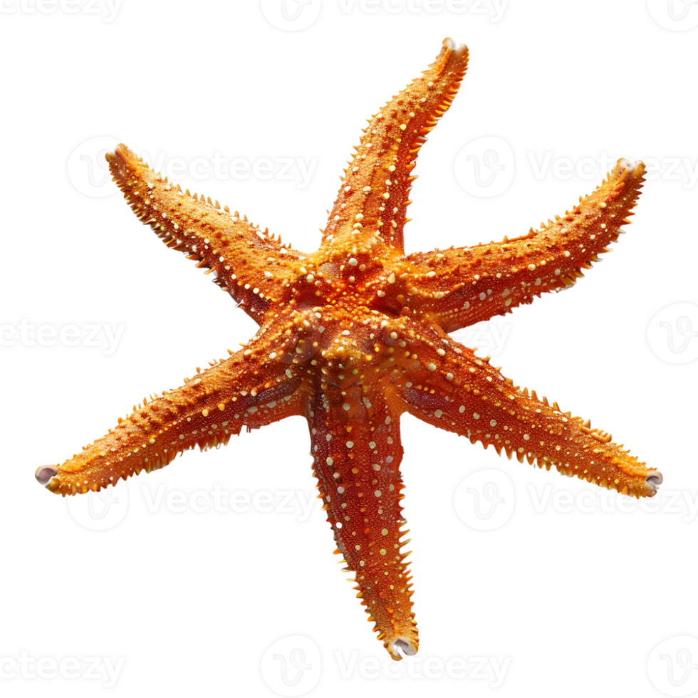 3D Rendering of a Starfish on Transparent Background png