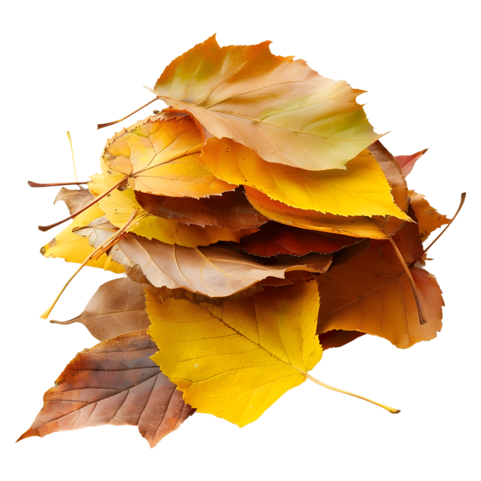 3D Rendering of a Autumn Leaves on Transparent Background png