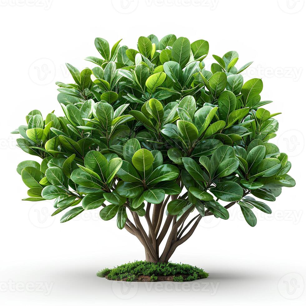 Green plant isolated. Green bush on white background photo