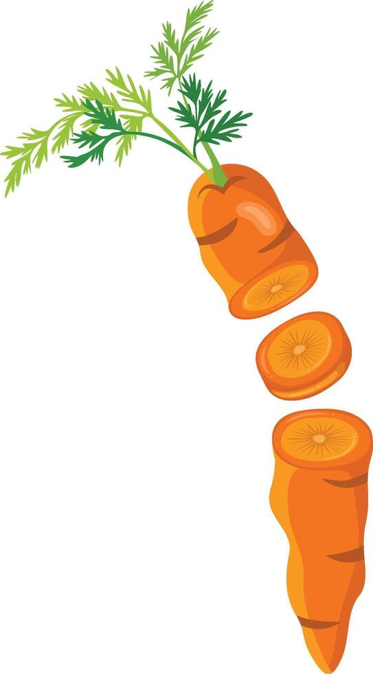 Fresh carrot cut in half vector