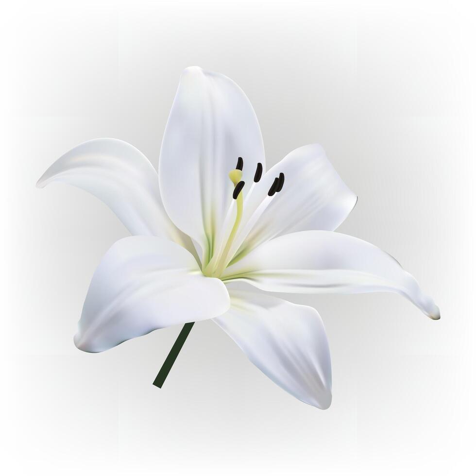 white light lily flower isolated on white background. vector