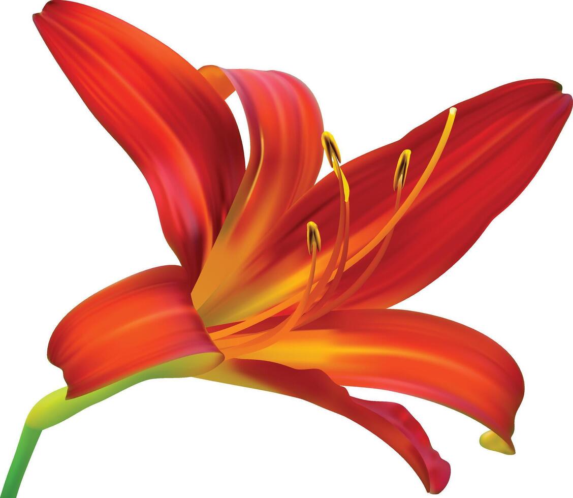 Lily flower isolated on white background. Red and Yellow lily flower. vector