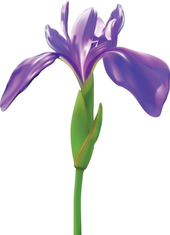 Beautiful iris flower isolated on white background. Spring and summer flower. vector