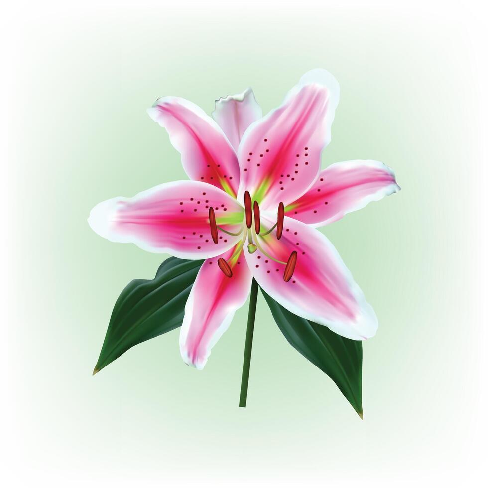 Pink lily flower isolated vector