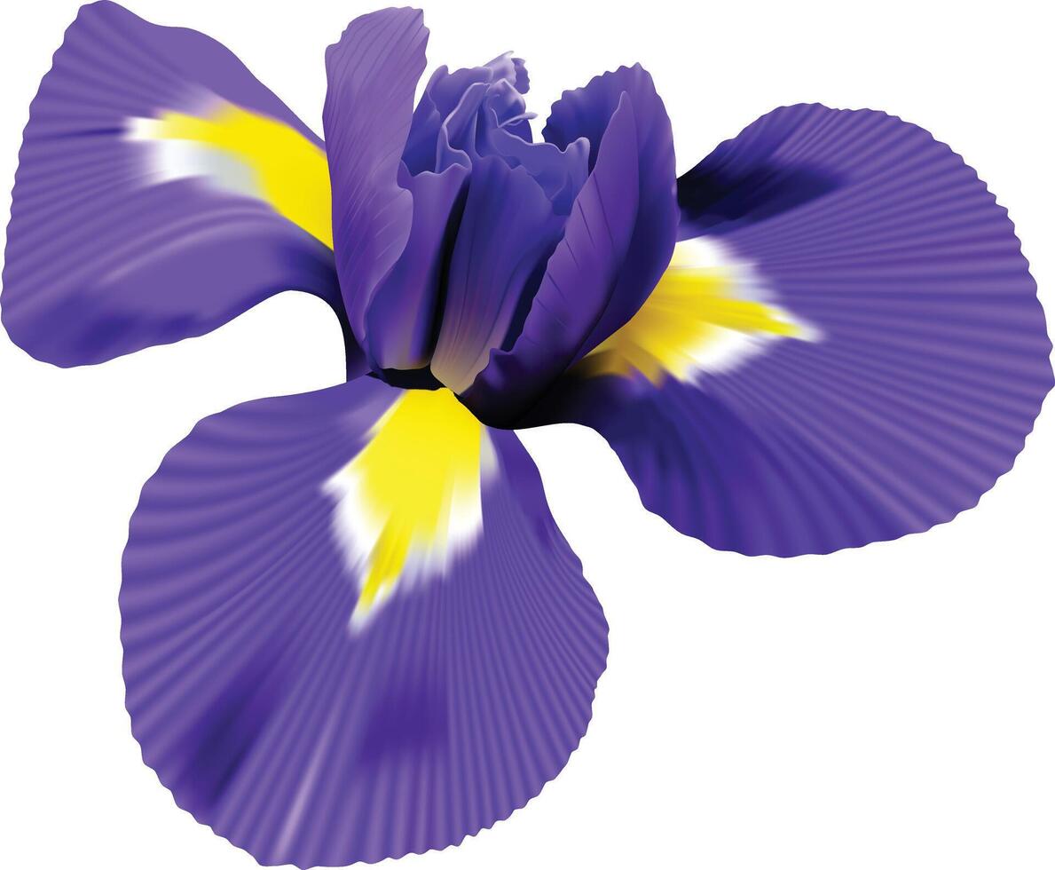 iris flower. white isolated background with clipping path. Closeup no shadows. Nature. vector