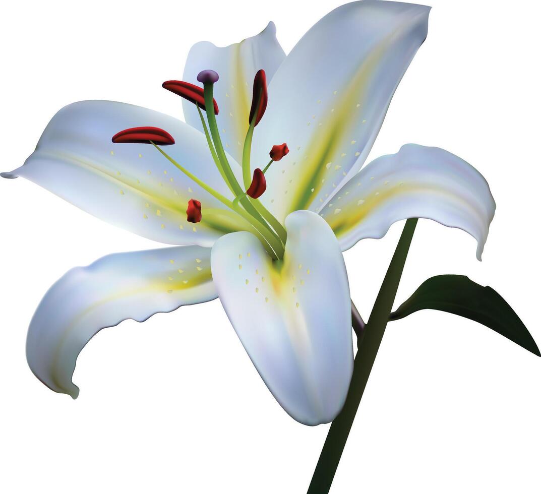 white light lily flower isolated on white background. vector
