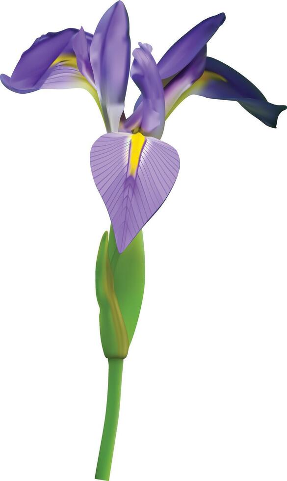 Beautiful iris isolated on white. Spring flower vector