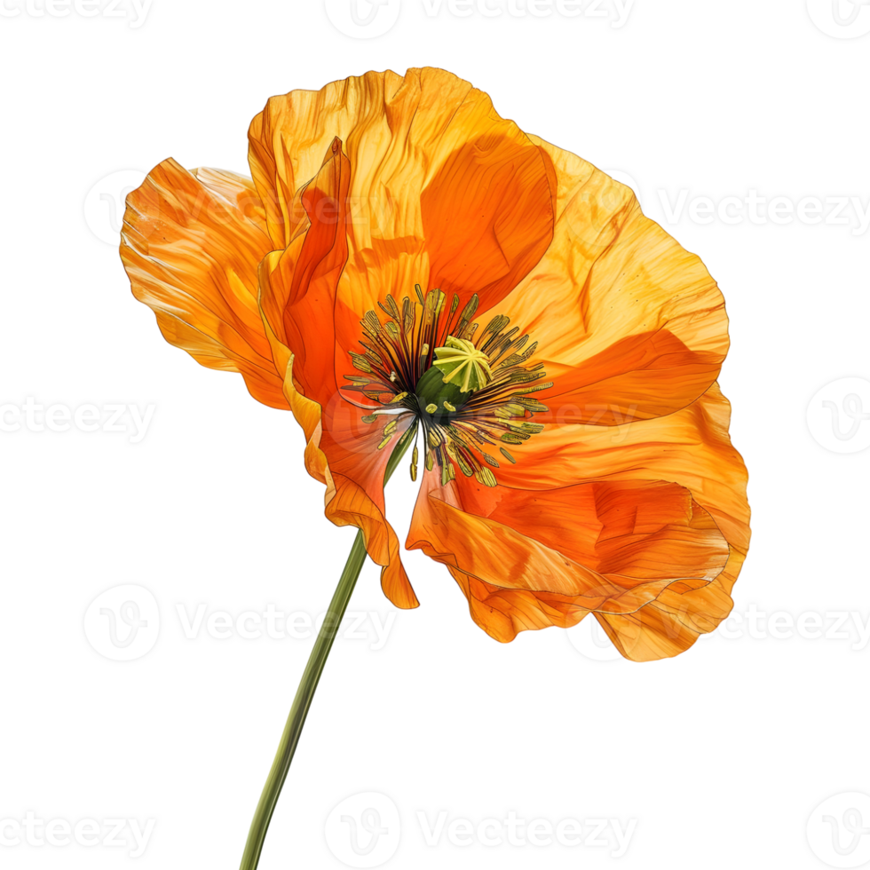 3D Rendering of a Yellow Poppy Flower Transparent Background png