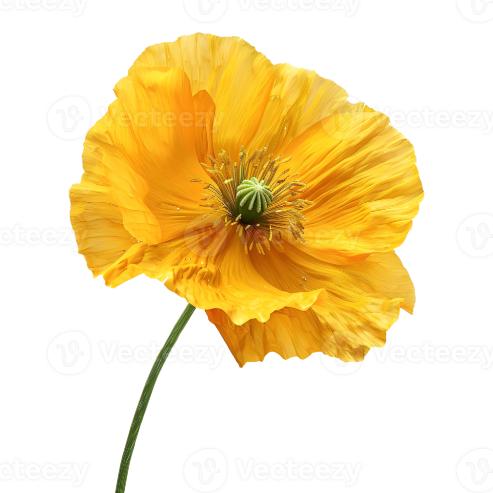 3D Rendering of a Yellow Poppy Flower Transparent Background png