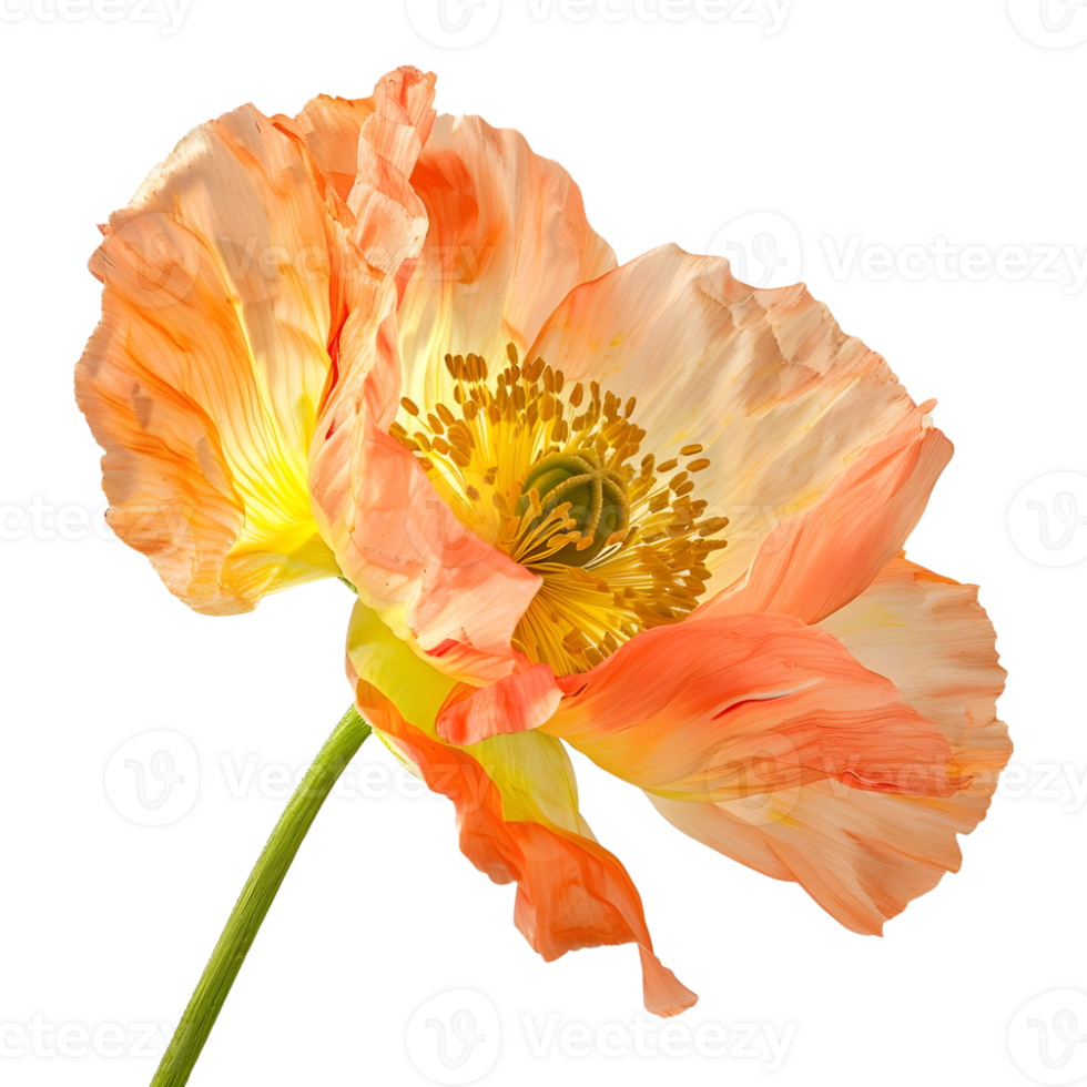 3D Rendering of a Yellow Poppy Flower Transparent Background png