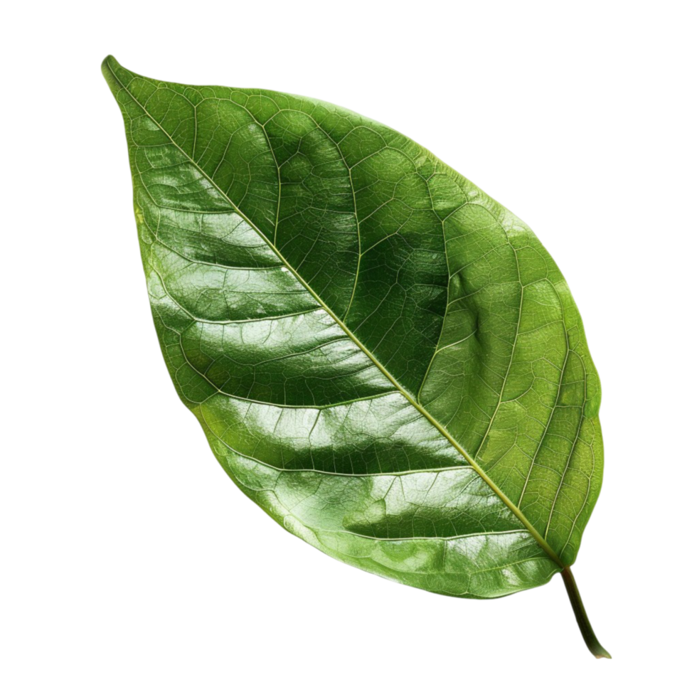The Essential Guide to Identifying Green Leaves in Your Garden png