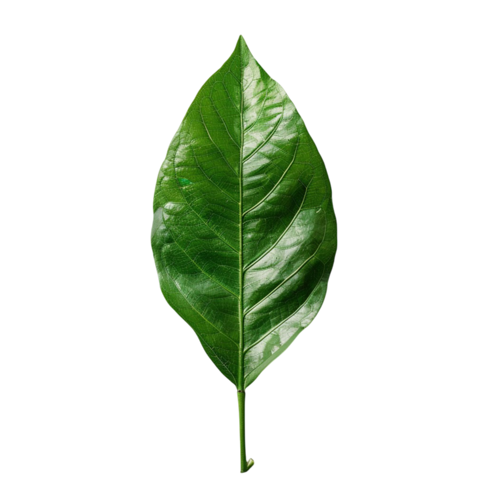 A Culinary Exploration of Leafy Greens png