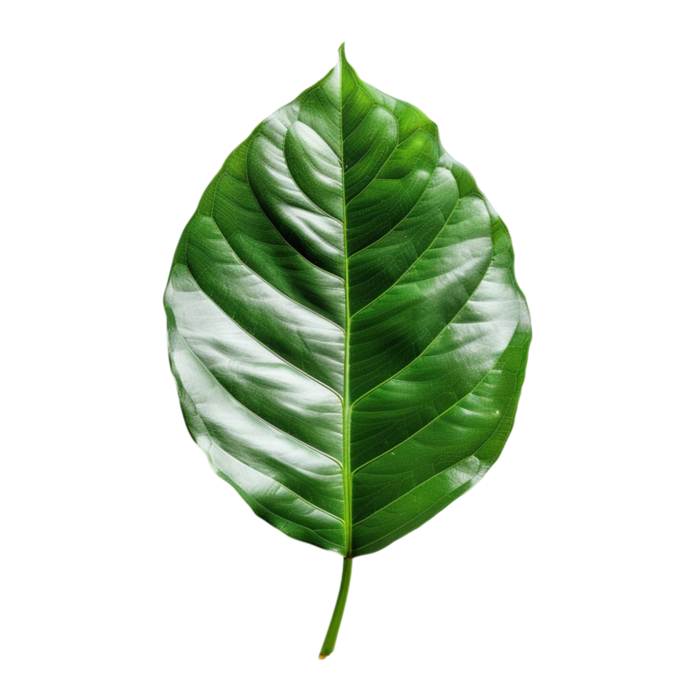 The Role of Green Leaves in Photosynthesis and Plant Health png