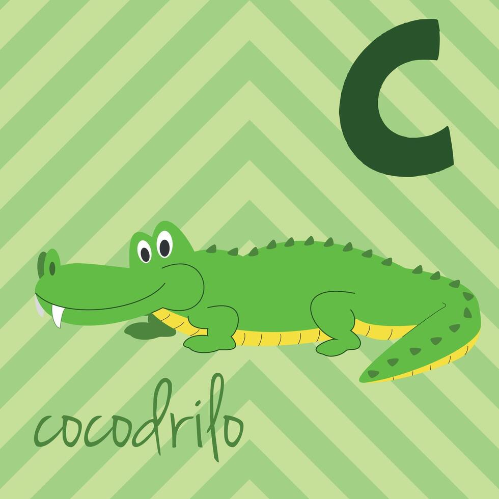Cute cartoon zoo illustrated alphabet with funny animals. Spanish alphabet. C for Crocodile in spanish. Learn to read. Isolated illustration. vector