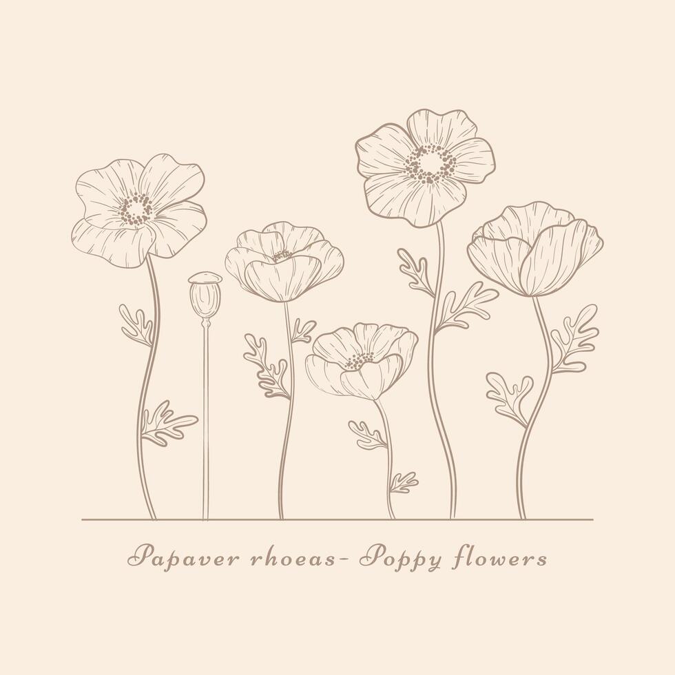 Hand drawn poppy flowers set. Vintage Poppies plant flower line art. Papaver rhoeas, Common poppy plant vector