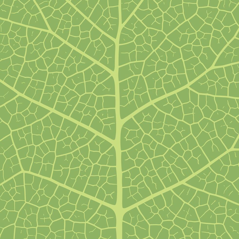 Leaf vein texture abstract background with close up plant leaf cells ornament texture pattern. vector