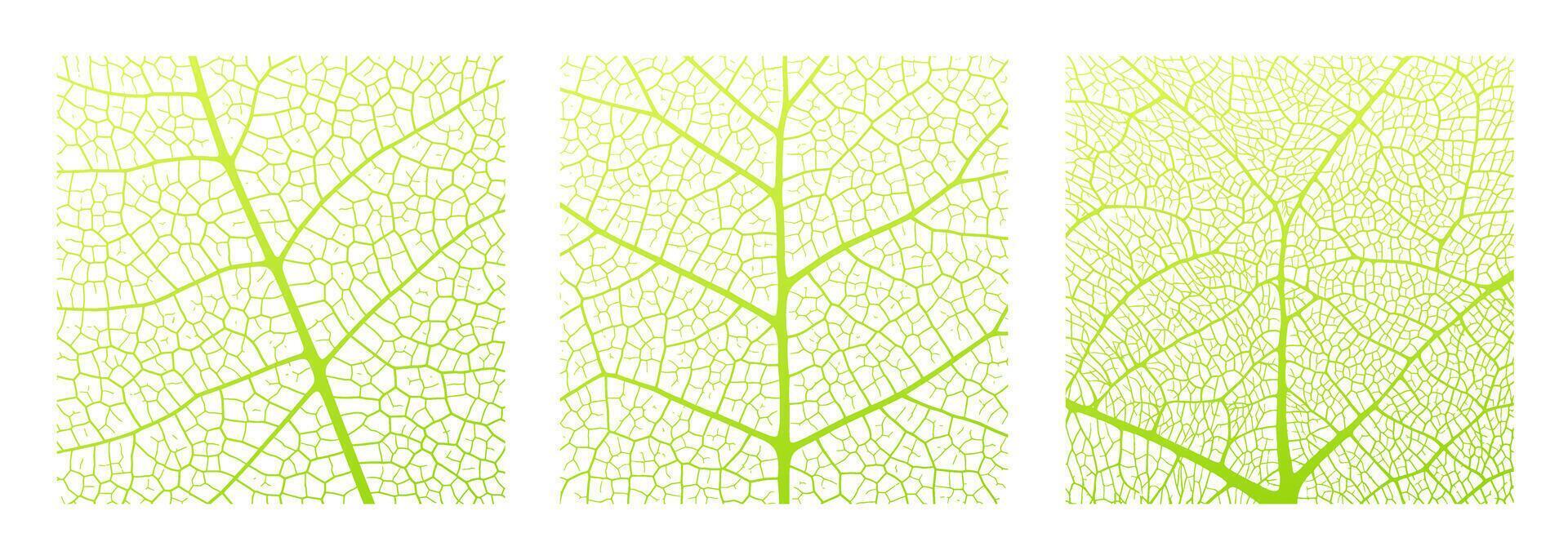 hoja vena textura resumen antecedentes con cerca arriba planta hoja células ornamento textura modelo. vector