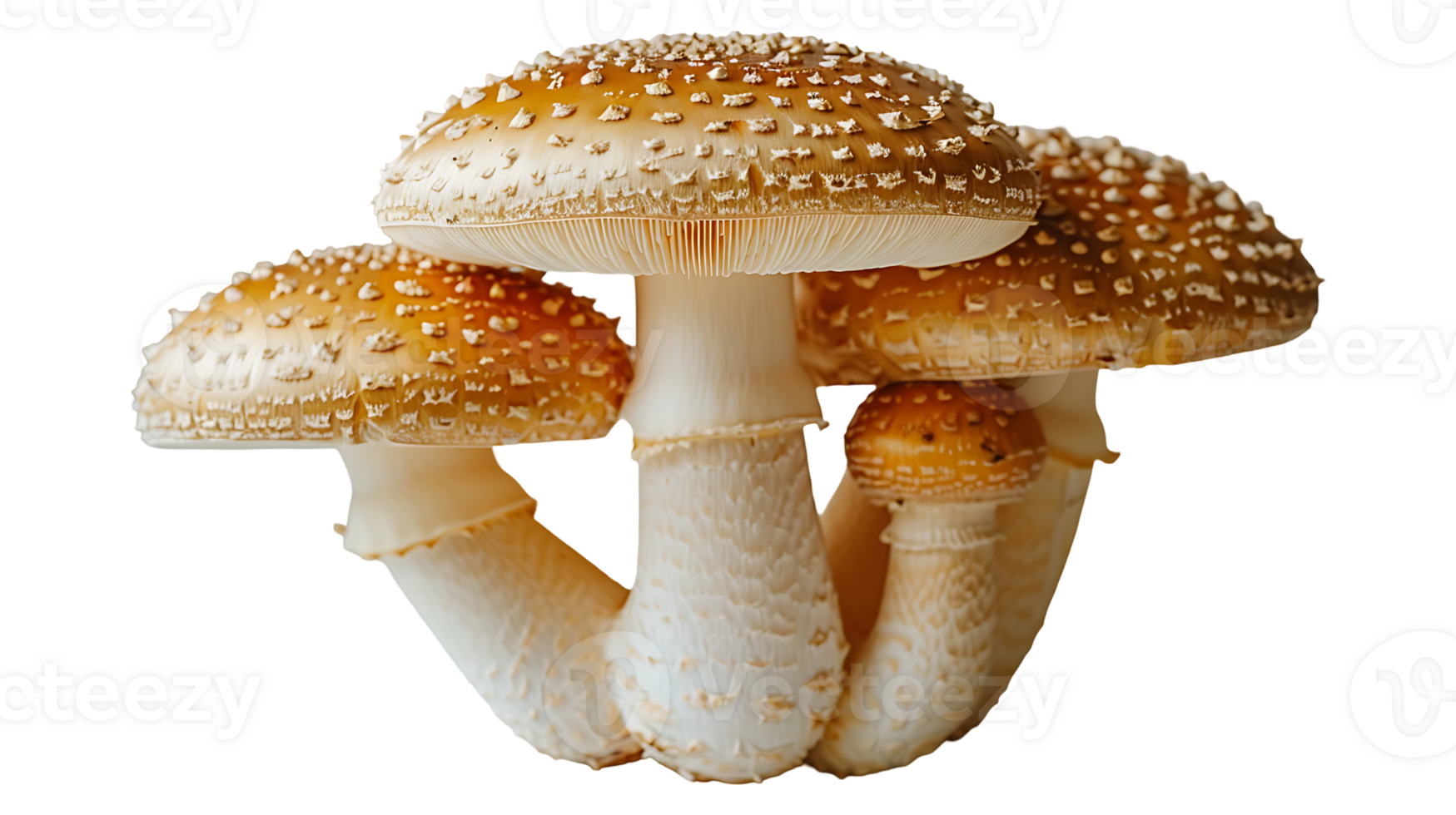 Fresh raw tasty mushroom on a transparent background png