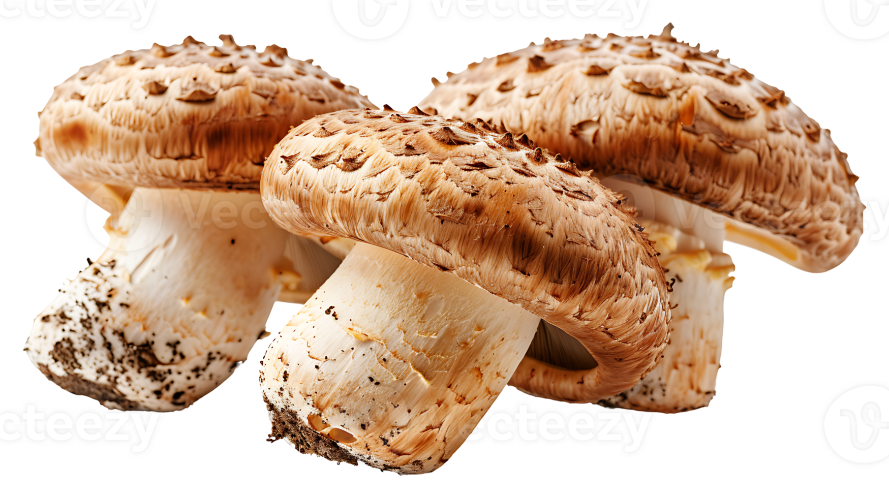 Fresh raw tasty mushroom on a transparent background png