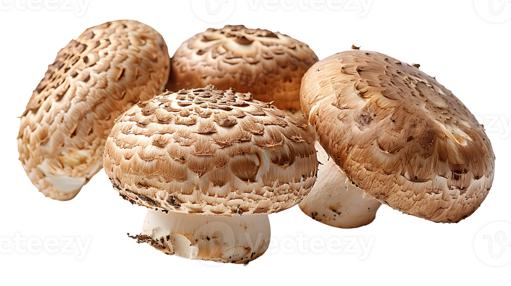 Fresh raw tasty mushroom on a transparent background png