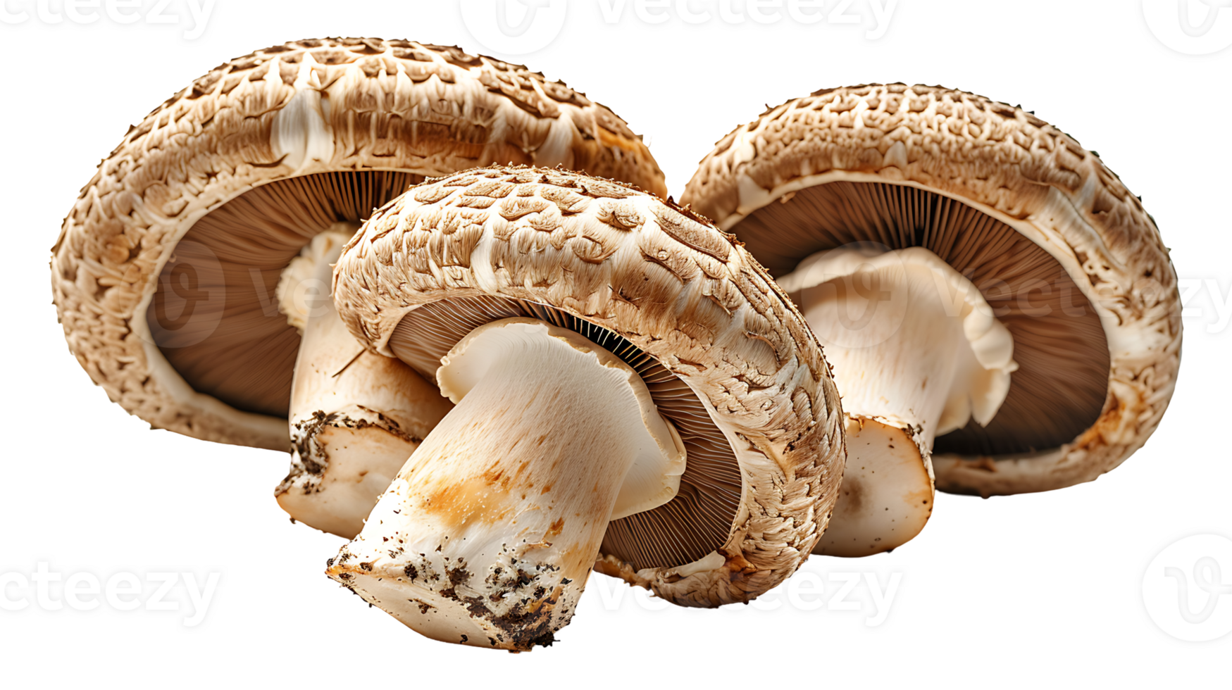 Fresh raw tasty mushroom on a transparent background png