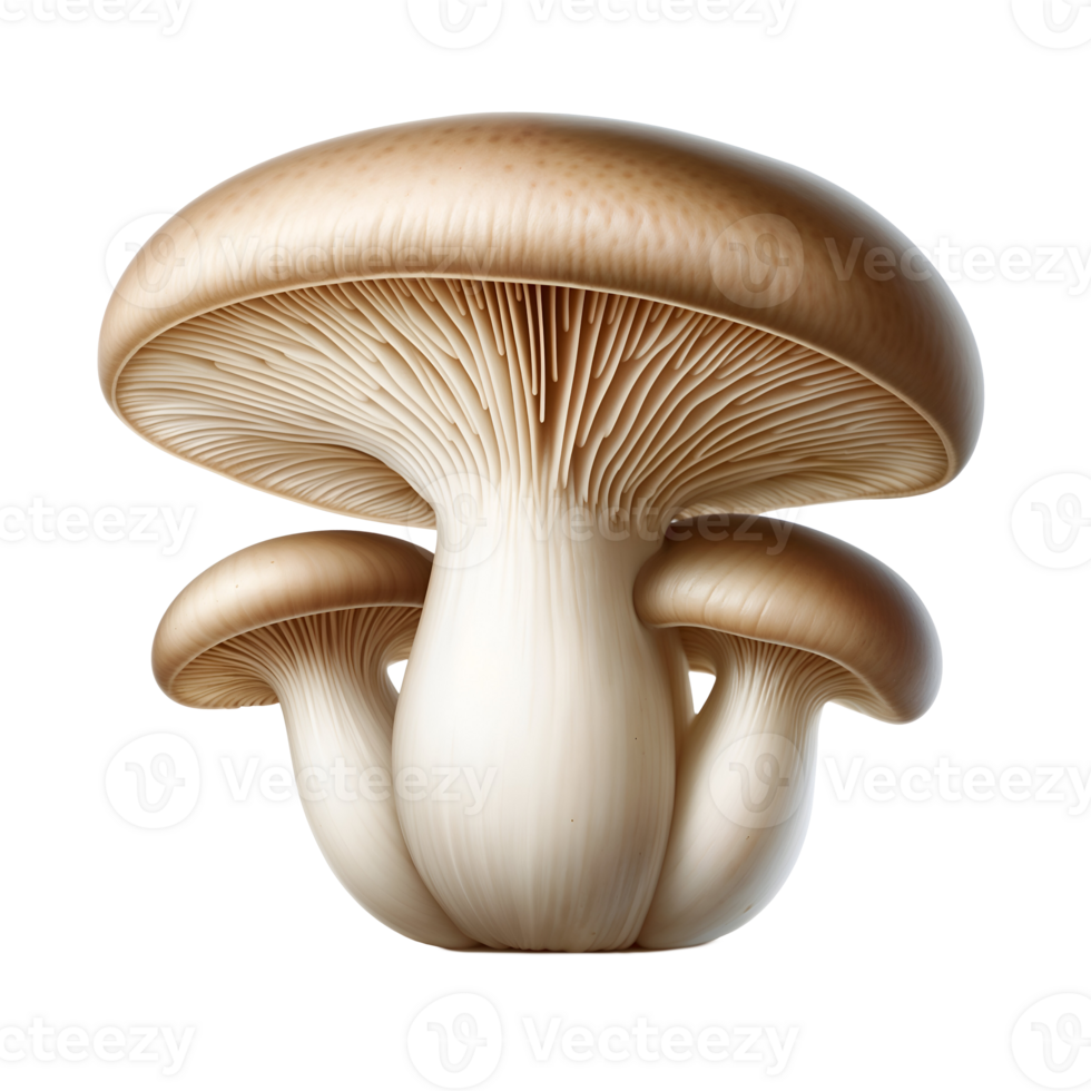 Roi huître champignons pleurotus eryngii png