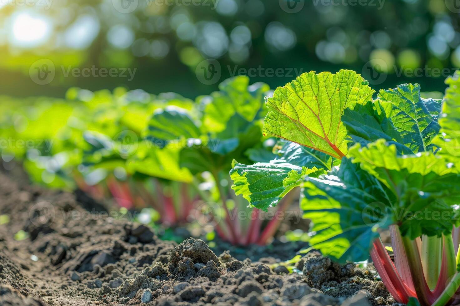 Lush rhubarb plants growing in a garden with sunlight highlighting the green leaves, suitable for topics on organic farming and spring harvests photo