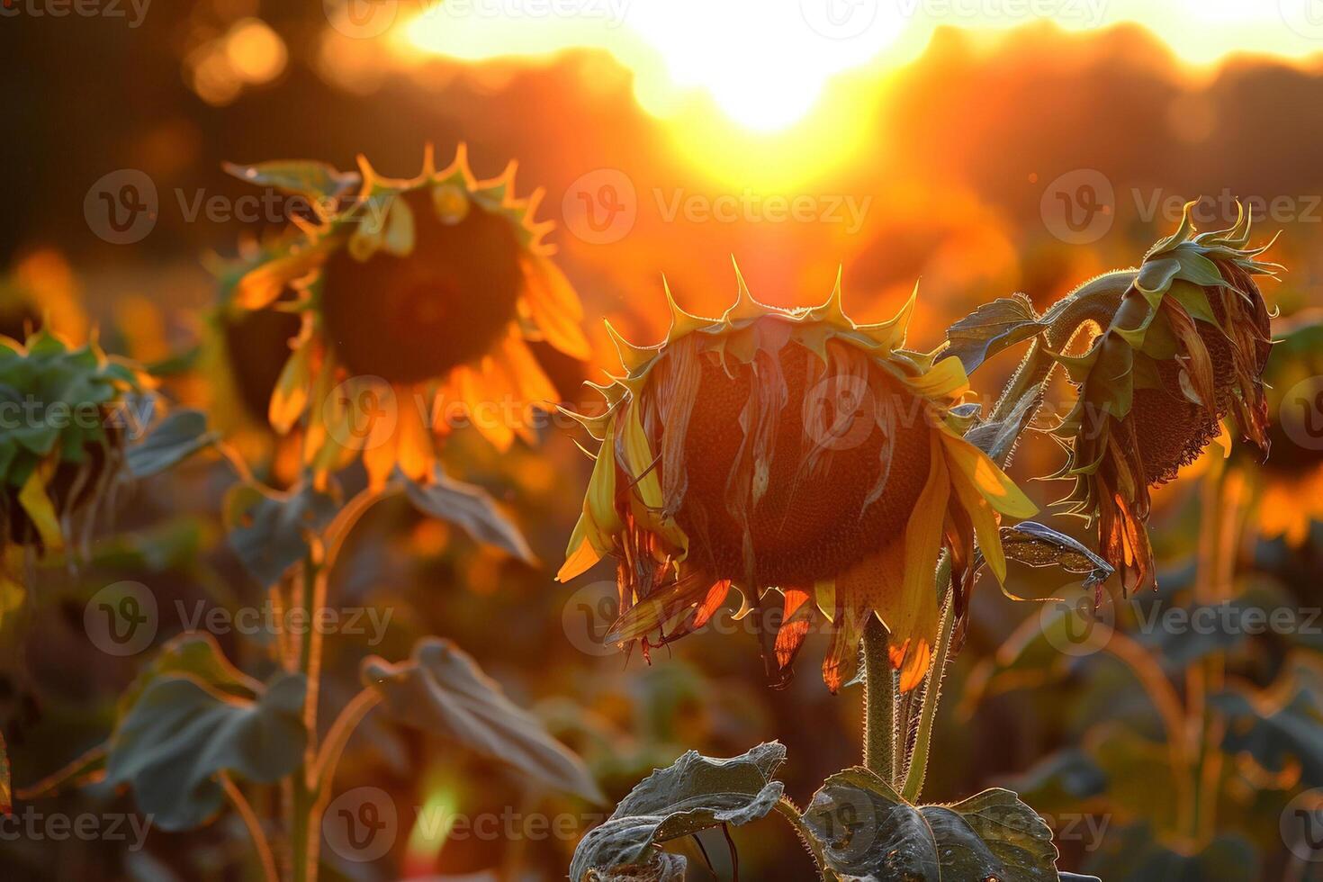 Wilted sunflowers facing the setting sun after a day of harsh sunlight, symbolic of endurance photo