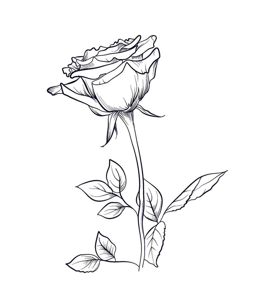 black and white hand-drawn rose flower illustration vector