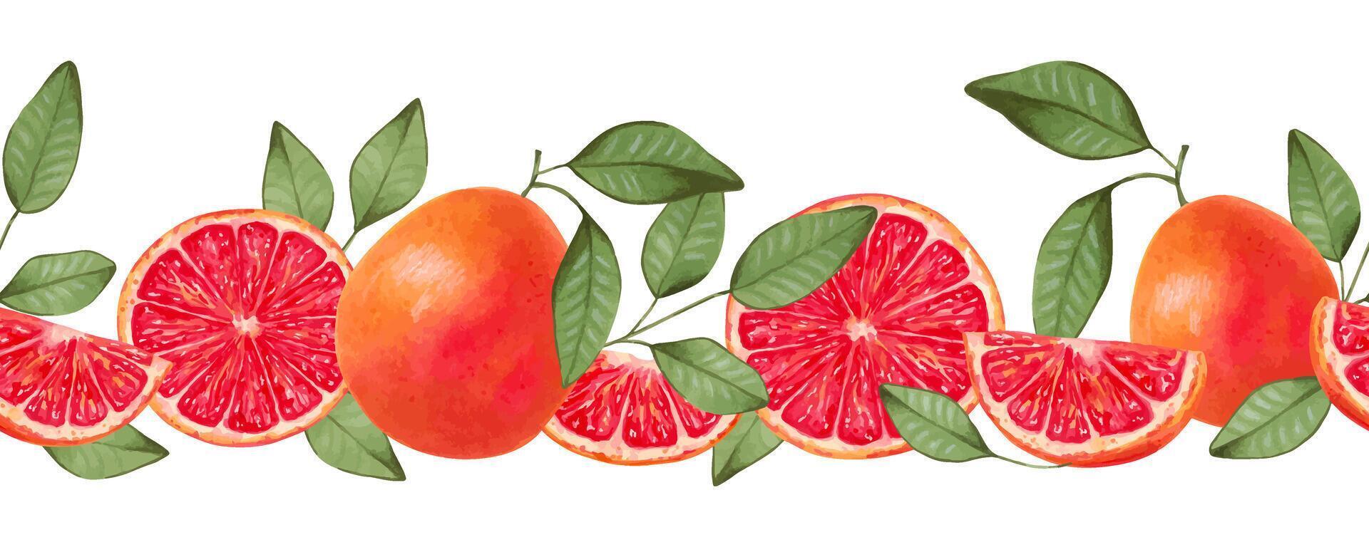 Seamless horizontal grapefruit border. Whole and slices with natural product leaves. Watercolor and marker illustration. Citrus healthy food for vegans. Border line. Vitamin C. Hand drawn isolated. vector