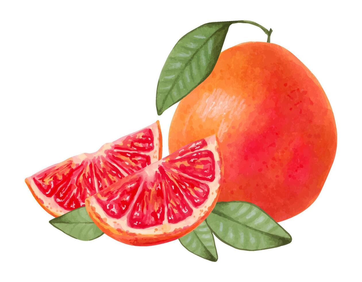 pomelo composición. todo y rebanadas con natural producto hojas. acuarela y marcador ilustración. ecológico fruta. sano comida para comida embalaje, jugo, menú. mano dibujado aislado Arte vector