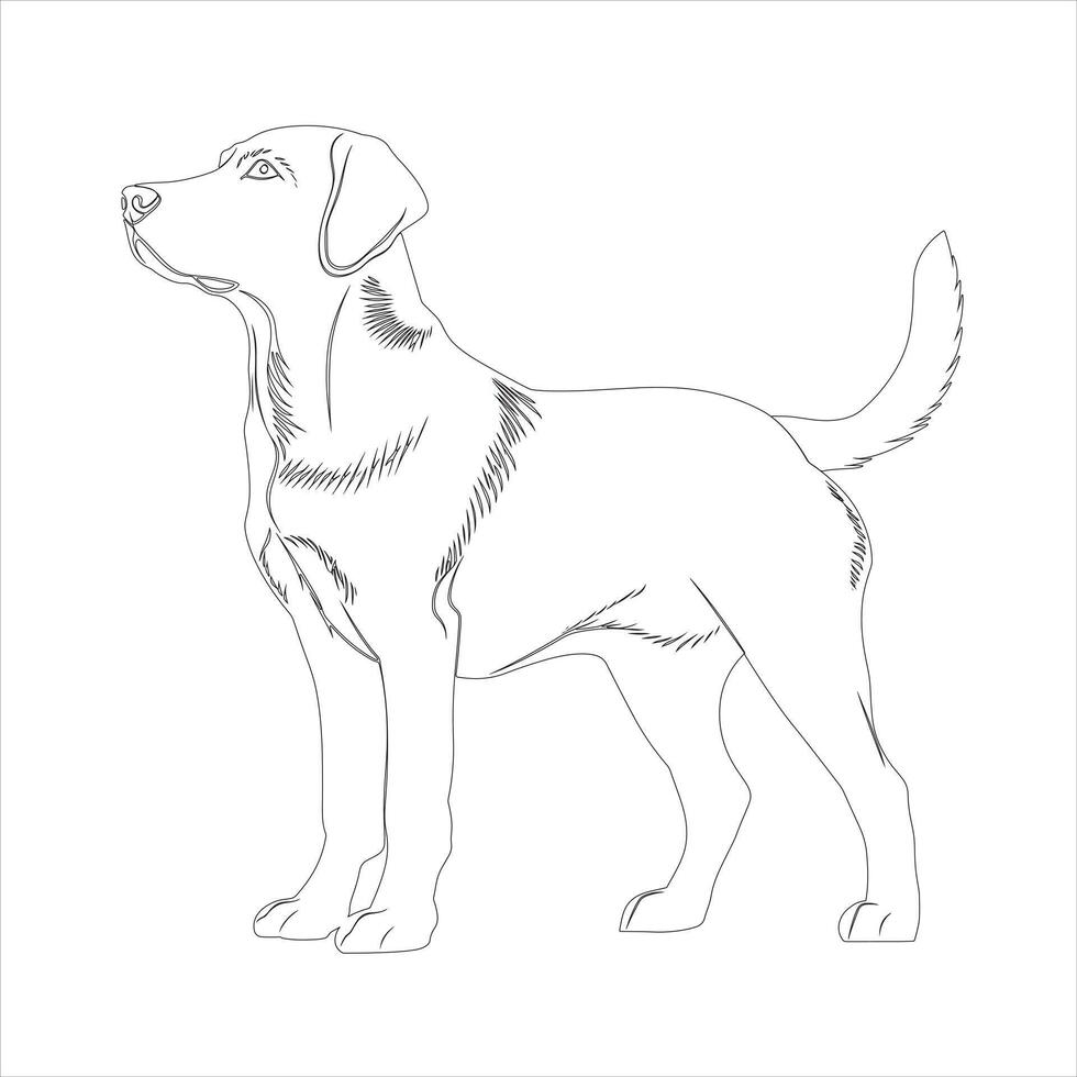 Hand drawn Labrador Retriever dog outline illustration vector