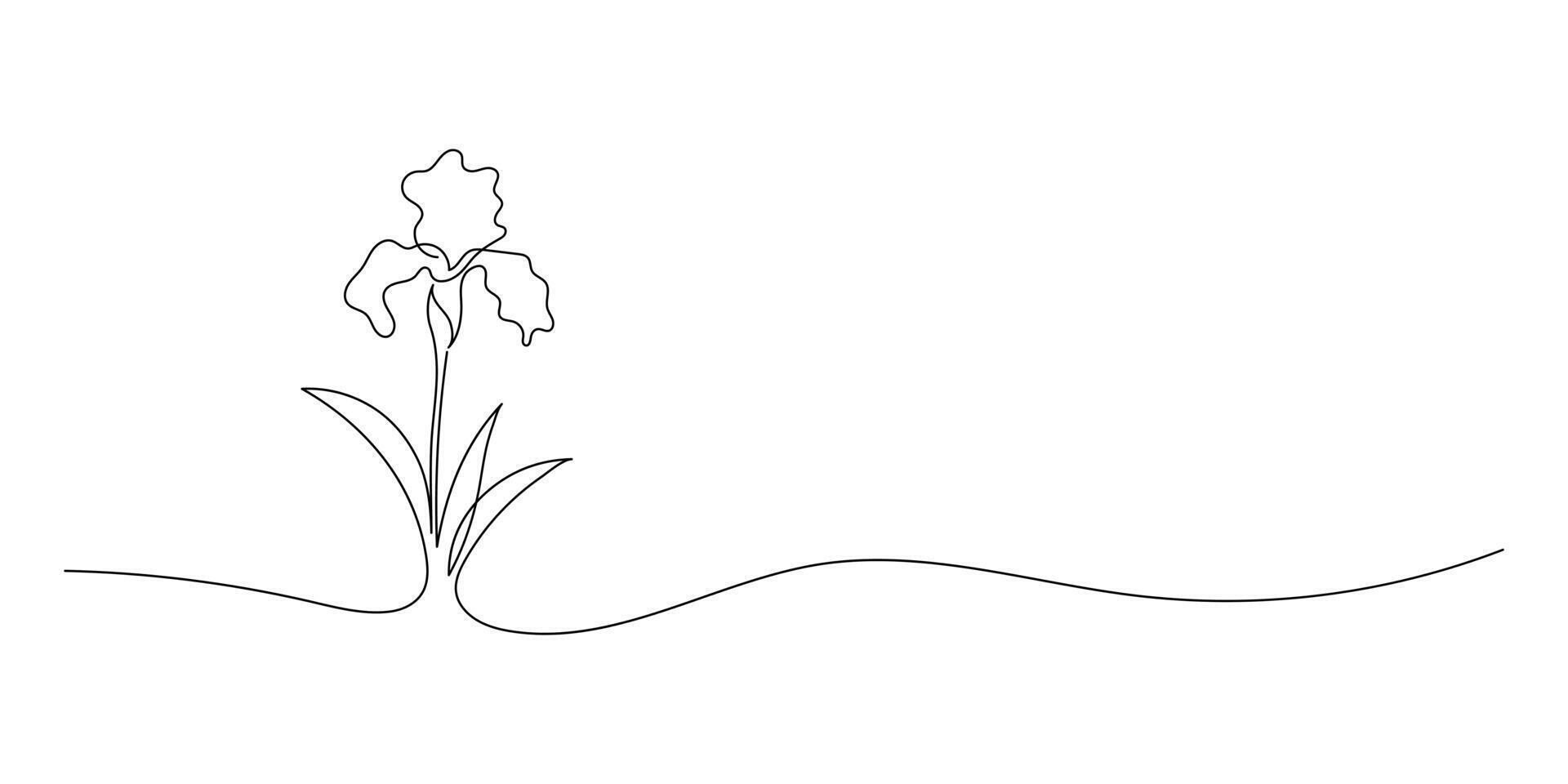 isolated daffodils flowers bloom contour line colorless black and white drawing on white background. The minimalist line of the nerd. graphics of romance vector