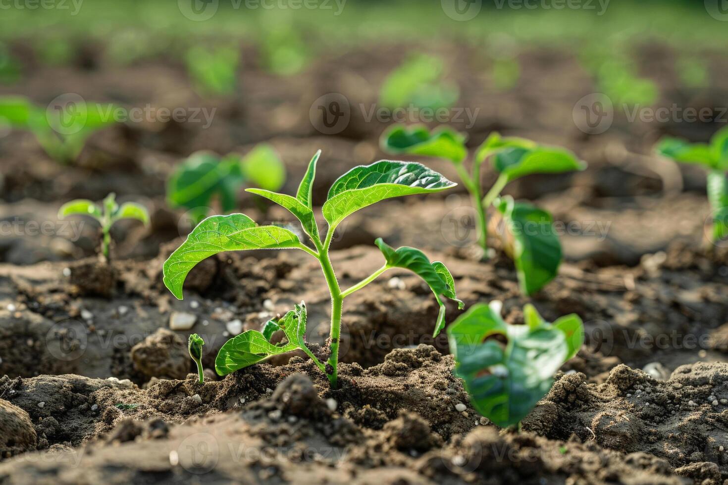 Young seedlings struggling to grow in the dry soil, the harsh reality