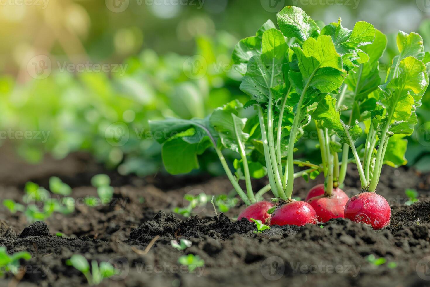 Fresh radishes growing in fertile soil in a home garden, representing organic farming and spring planting season, ideal for Earth Day promotions photo