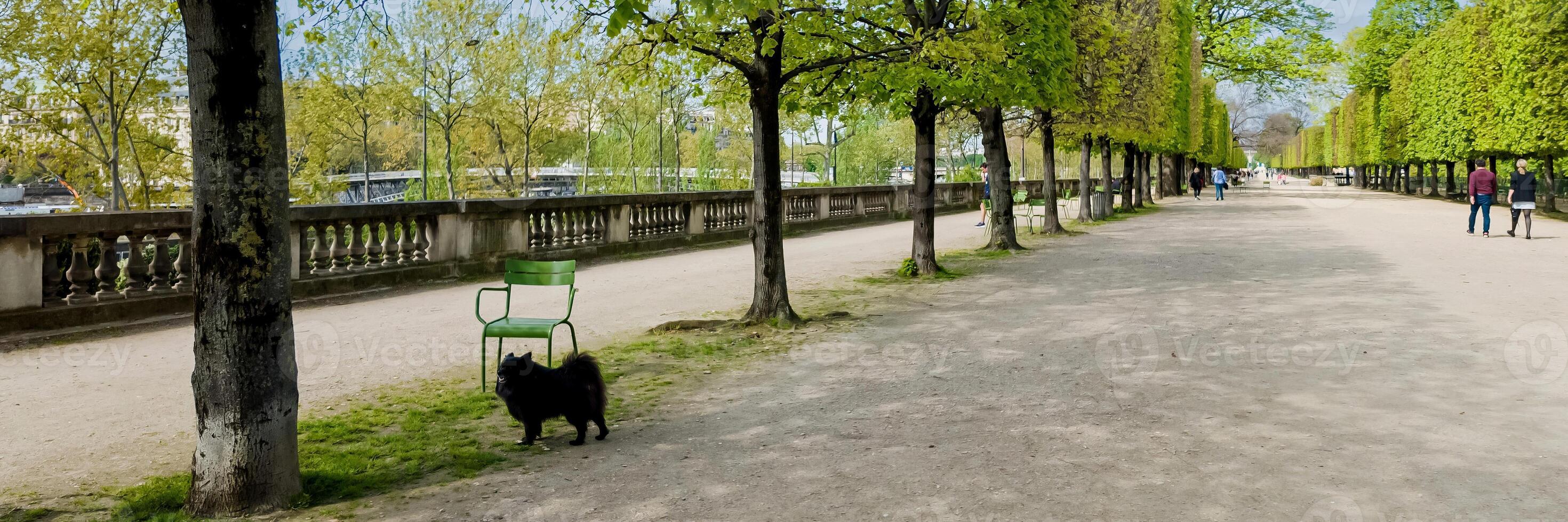Tranquil tree lined park pathway with a black cat and pedestrians, ideal for springtime and leisure concepts, in a European urban setting photo