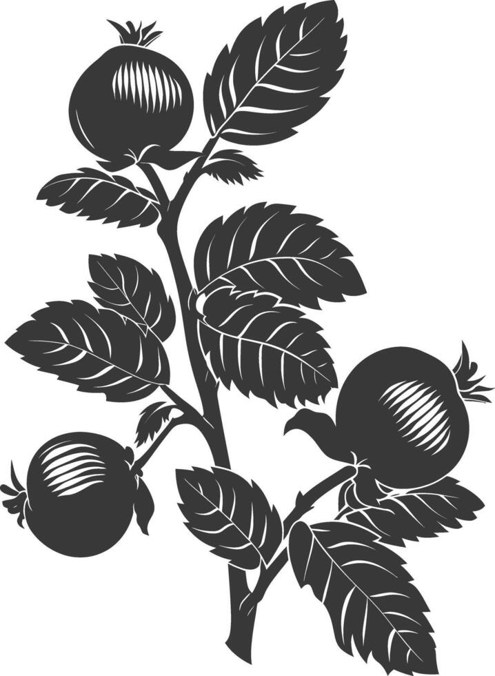 silueta avellana Fruta negro color solamente vector