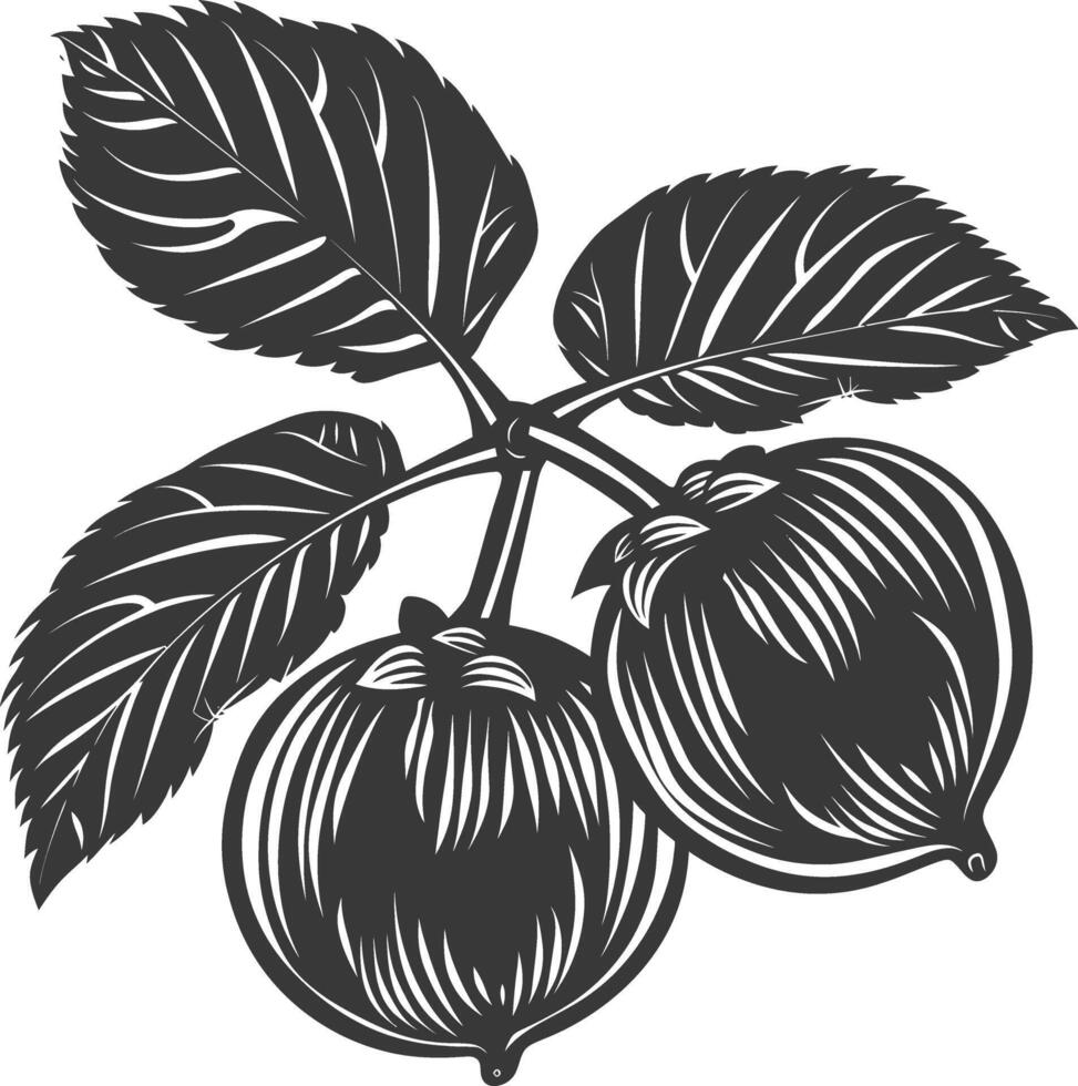 Silhouette Hazelnut fruit black color only vector