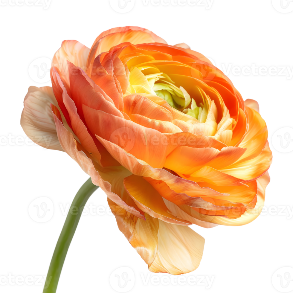 3D Rendering of a Persian buttercup Transparent Background png