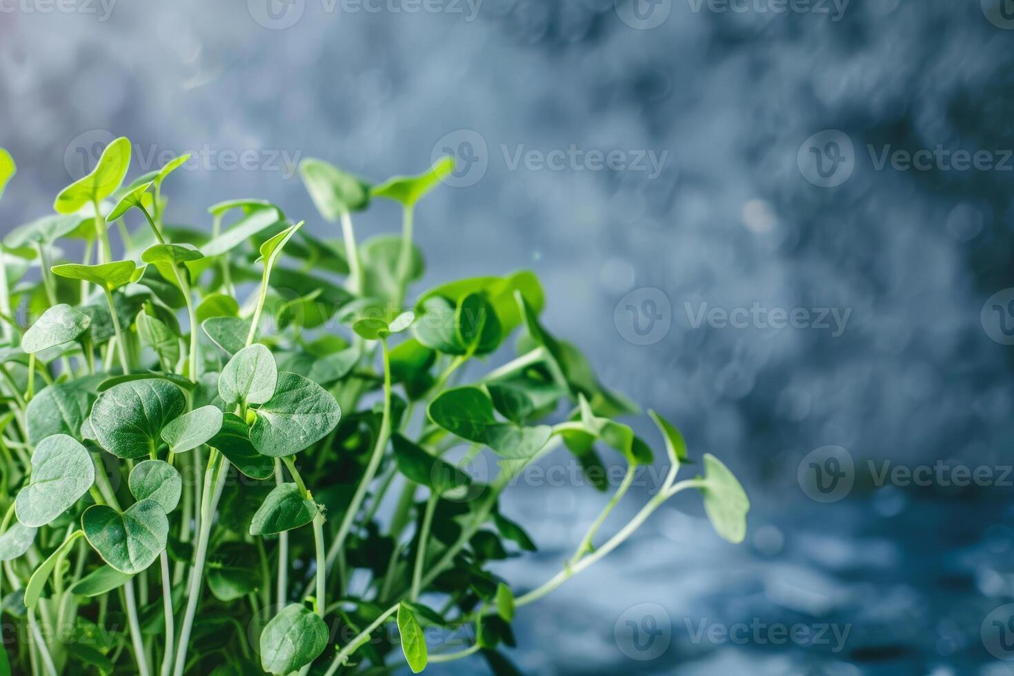 Fresh green pea sprouts against a blurred blue backdrop, symbolizing spring and growth, perfect for Earth Day promotions and healthy eating concepts photo