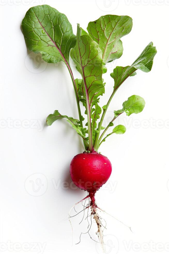 Fresco orgánico rojo rábano con verde hojas aislado en blanco fondo, adecuado para vegano y vegetariano comida conceptos y sano comiendo blogs foto