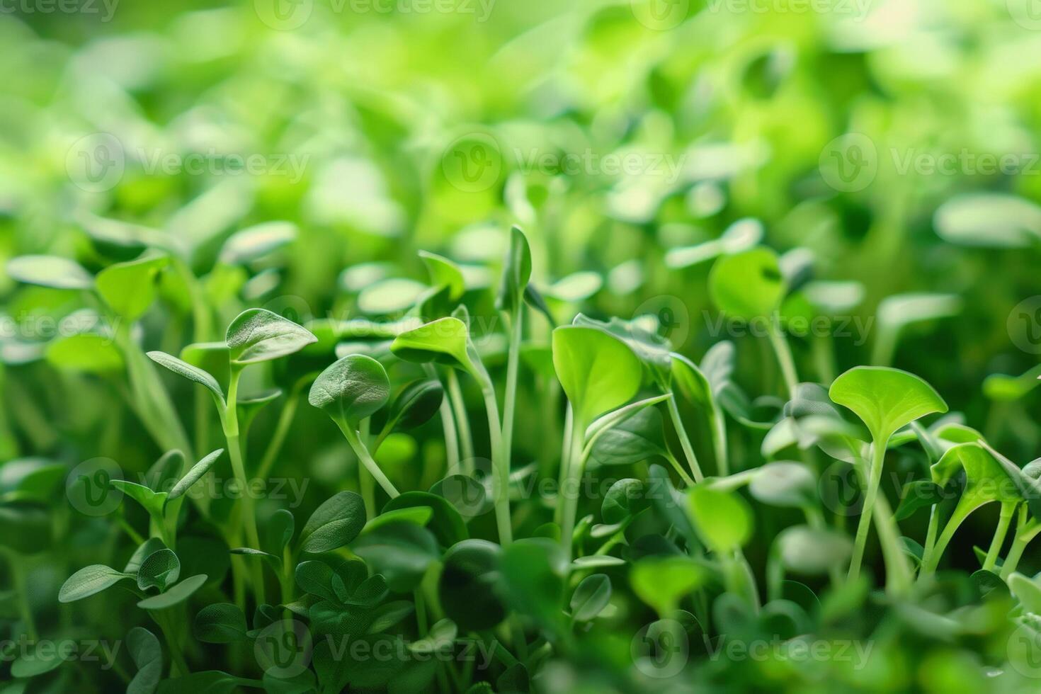 Lush green microgreens sprouting in soft focus, symbolizing growth and health, ideal for springtime and Earth Day concepts photo