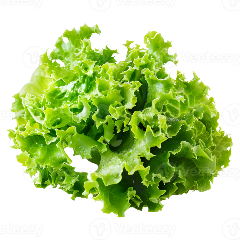 3D Rendering of a Green Lettuce on Transparent Background png