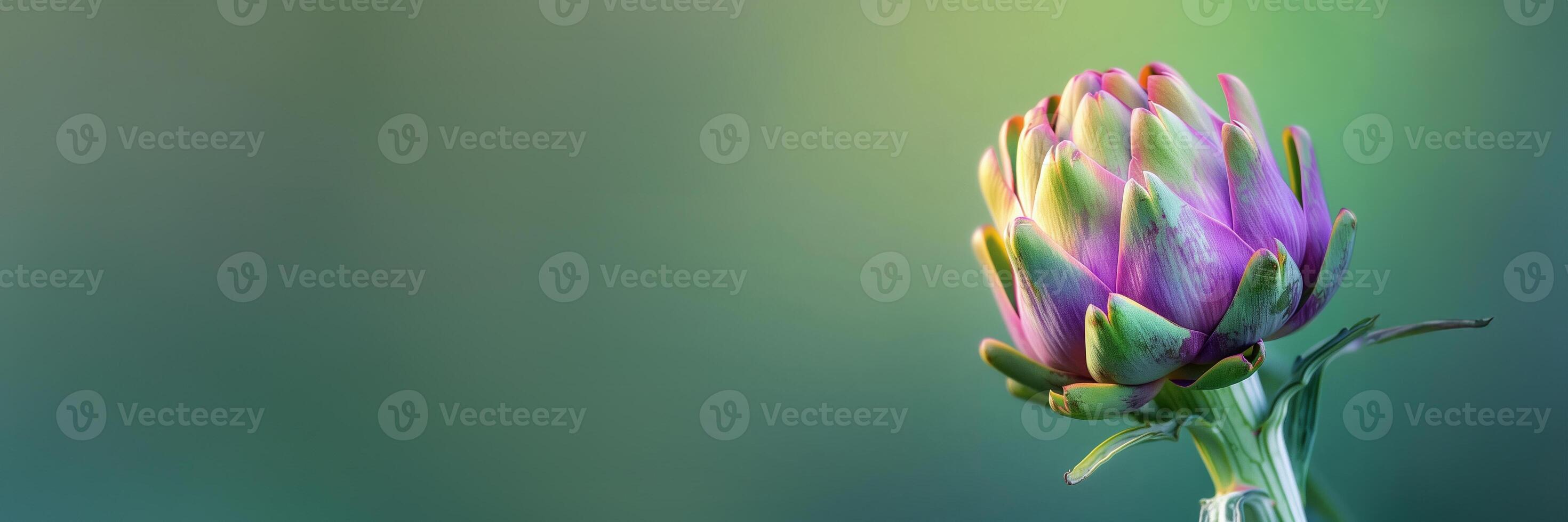 artichoke flower close up isolated on a green gradient background photo