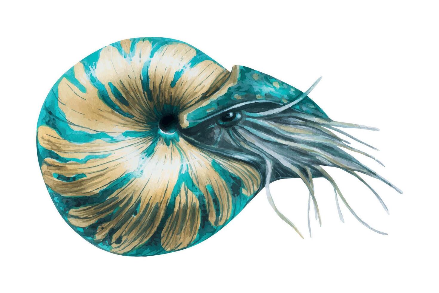 acuarela ilustración de el nautilo marina molusco, caparazón. en beige-azul color. cefalópodo. espiral caparazón. aislado en un blanco antecedentes. vector