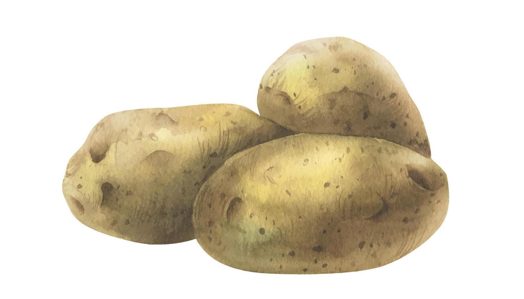 White potatoes in brown skins, a pile of whole tubers. Watercolor illustration, hand-drawn on the theme of harvest, cooking, food, packaging, vegetable shop design. Element isolated from background. vector